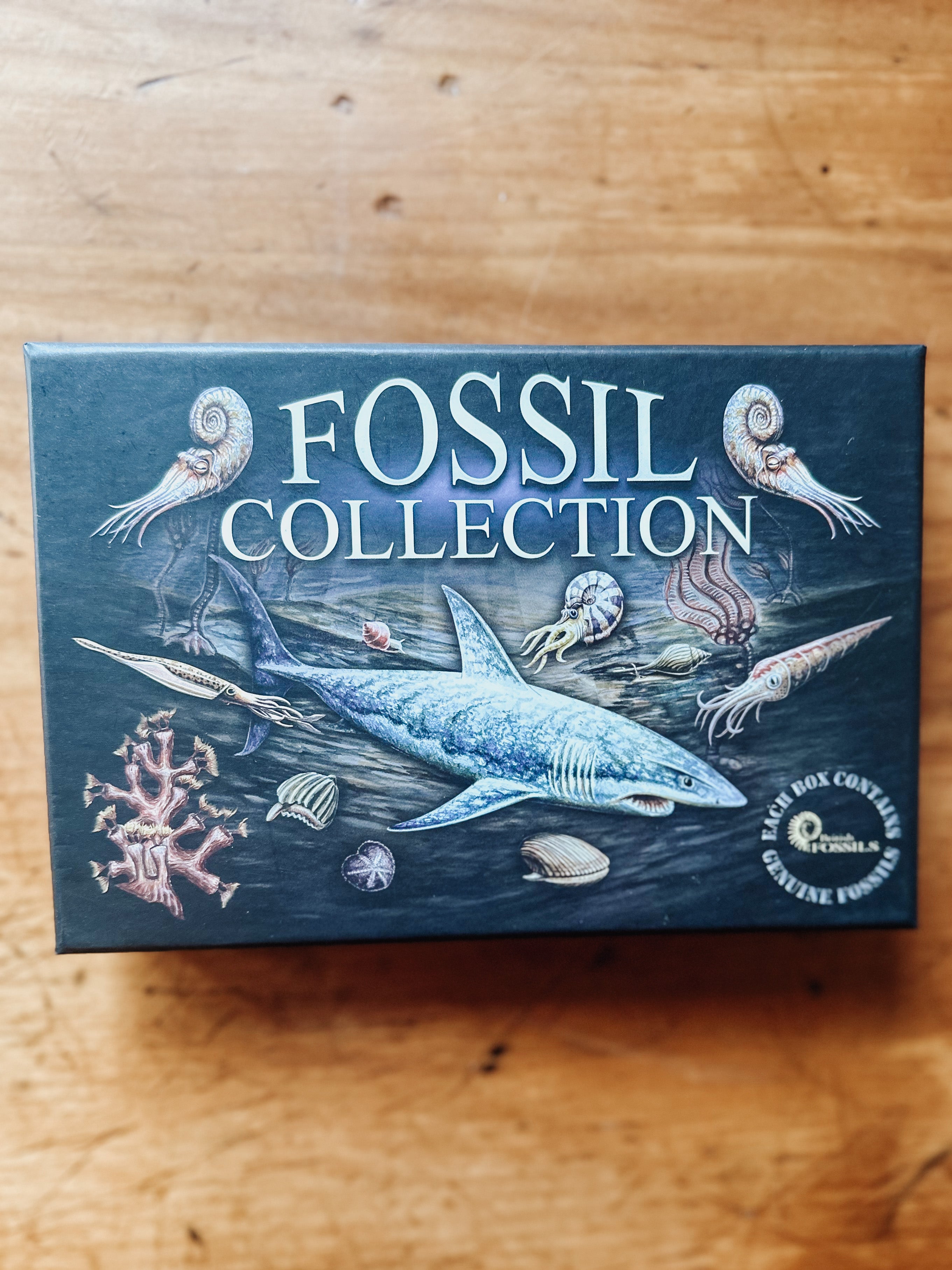 Fossil Collection Box