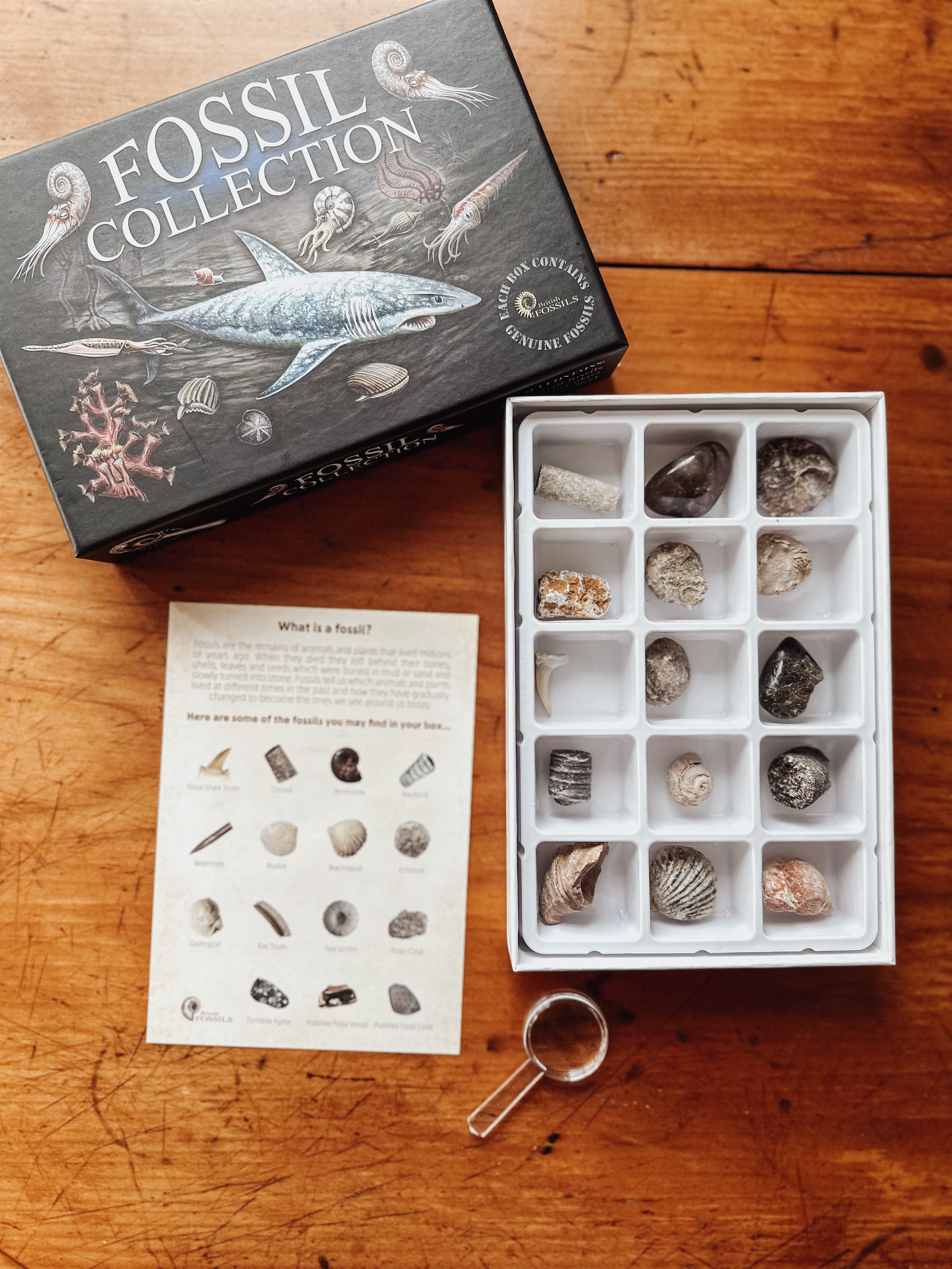 Fossil Collection Box