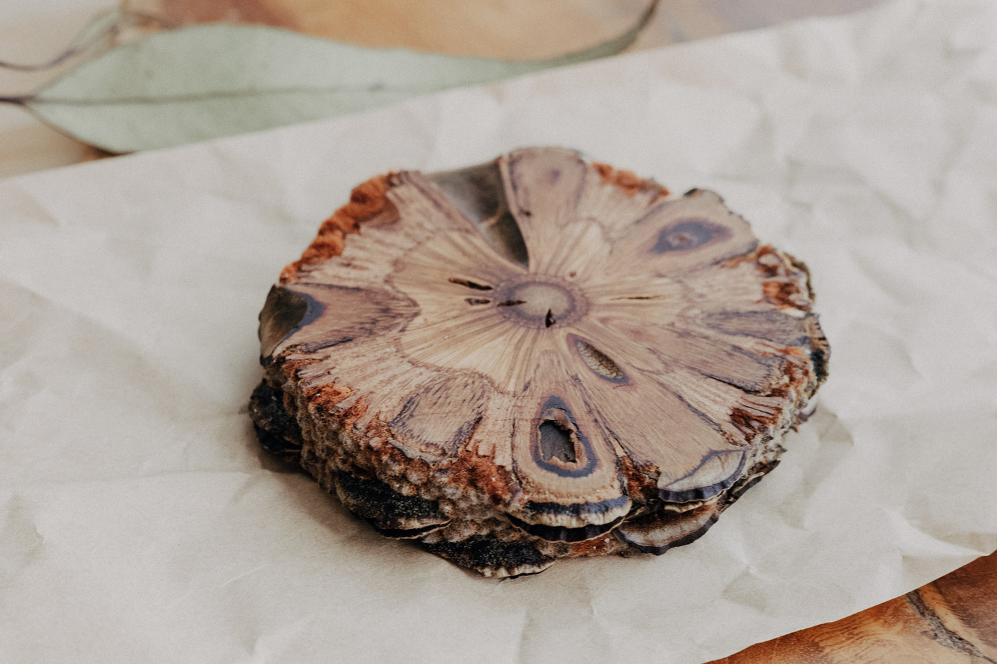 Banksia Slice