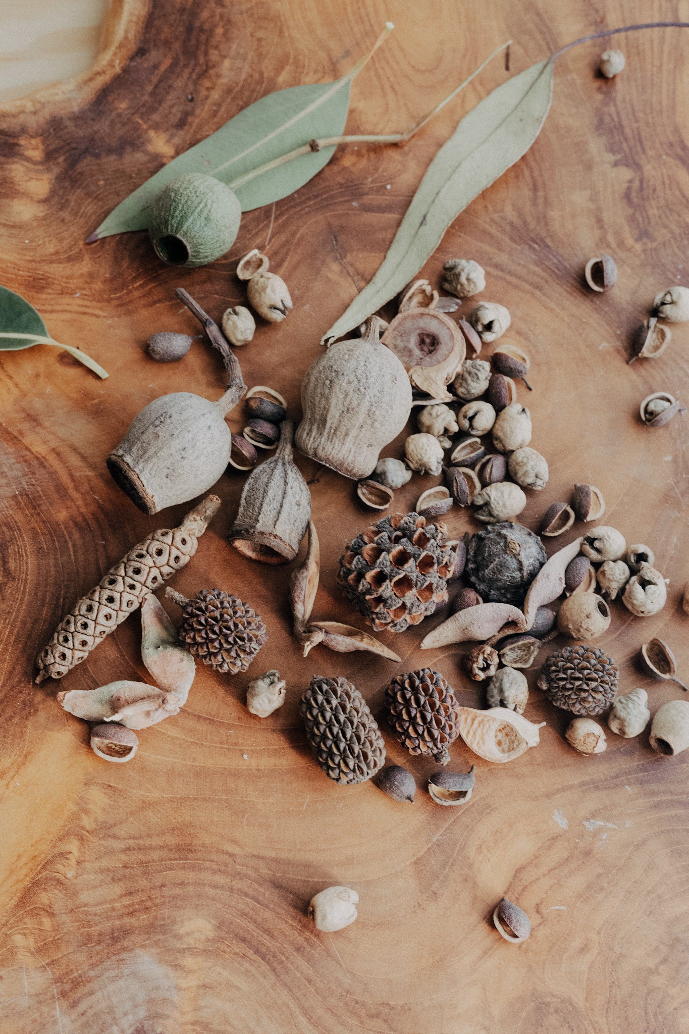 Seed Pod Scoop