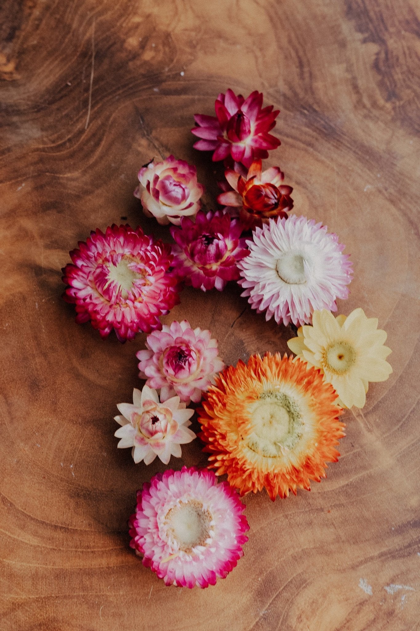 Straw Flowers Mixed sizes