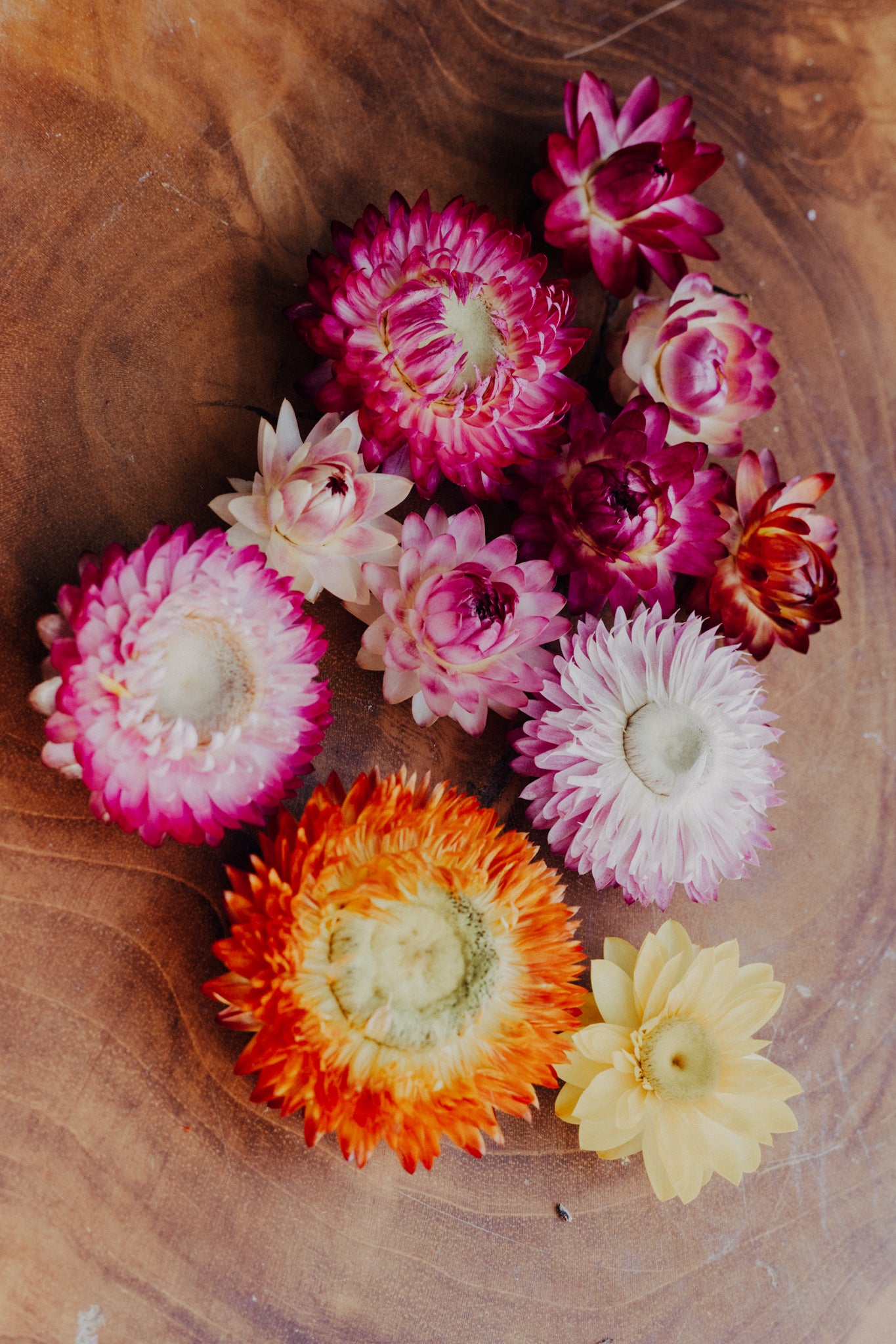 Straw Flowers Mixed sizes