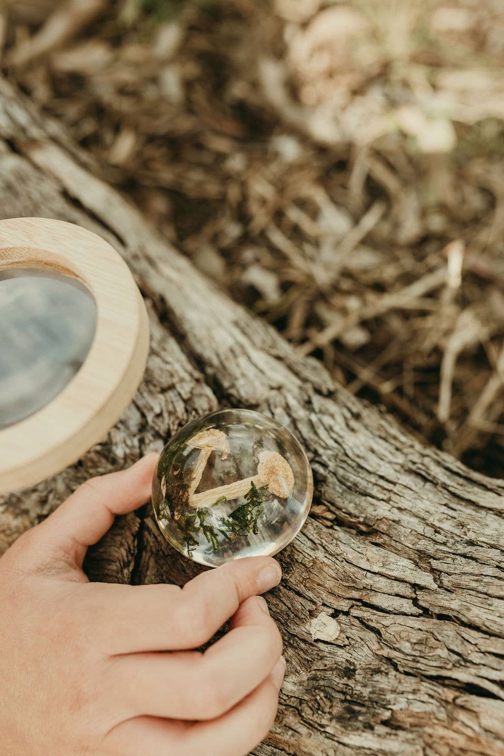 Mushroom and Moss Specimen Dome