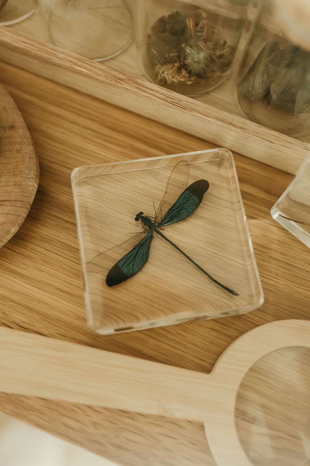 Blue Damselfly Specimen