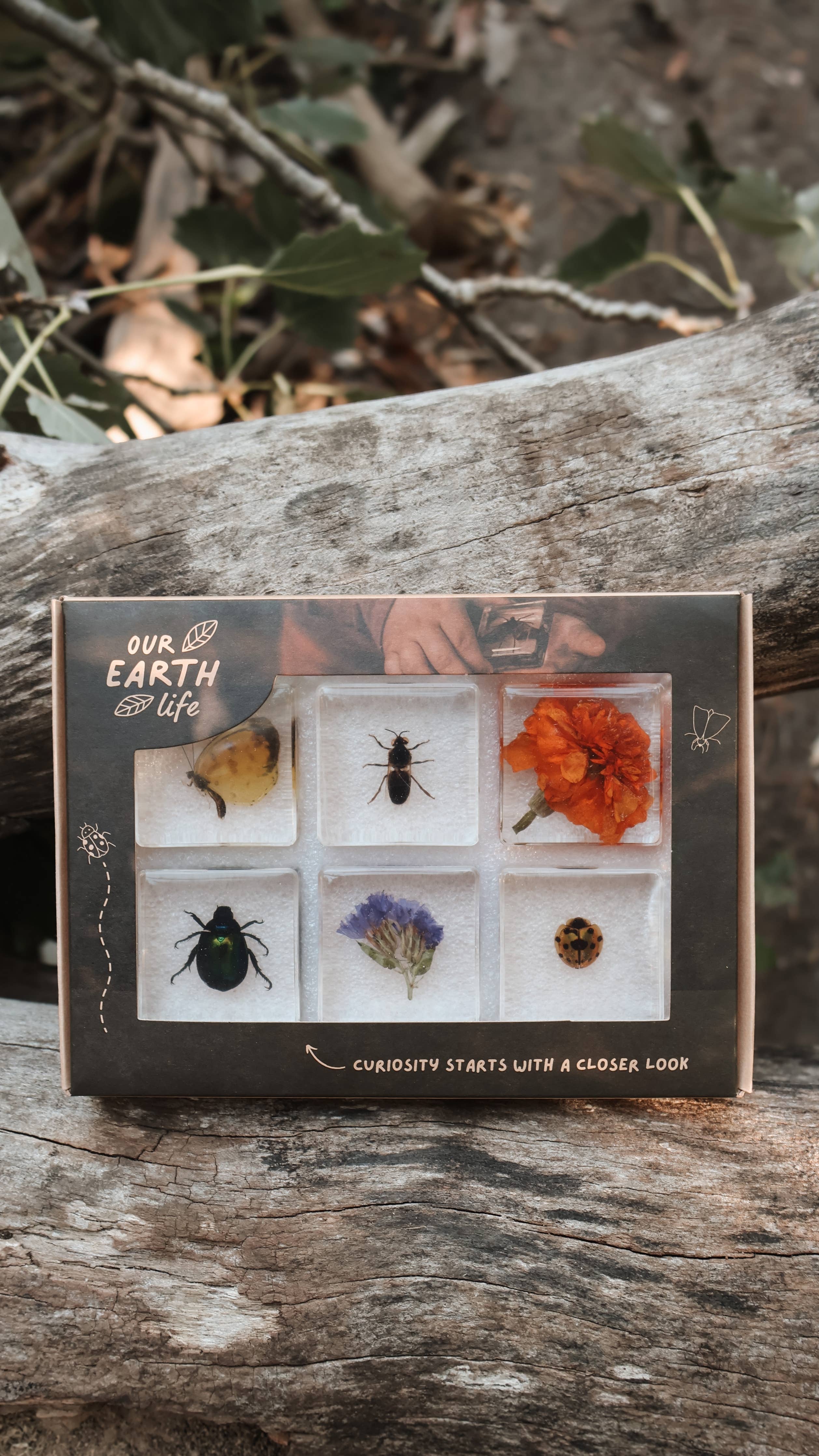 Pollinator Pals Specimen Set