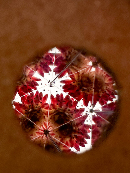 Huckleberry Kaleidoscope