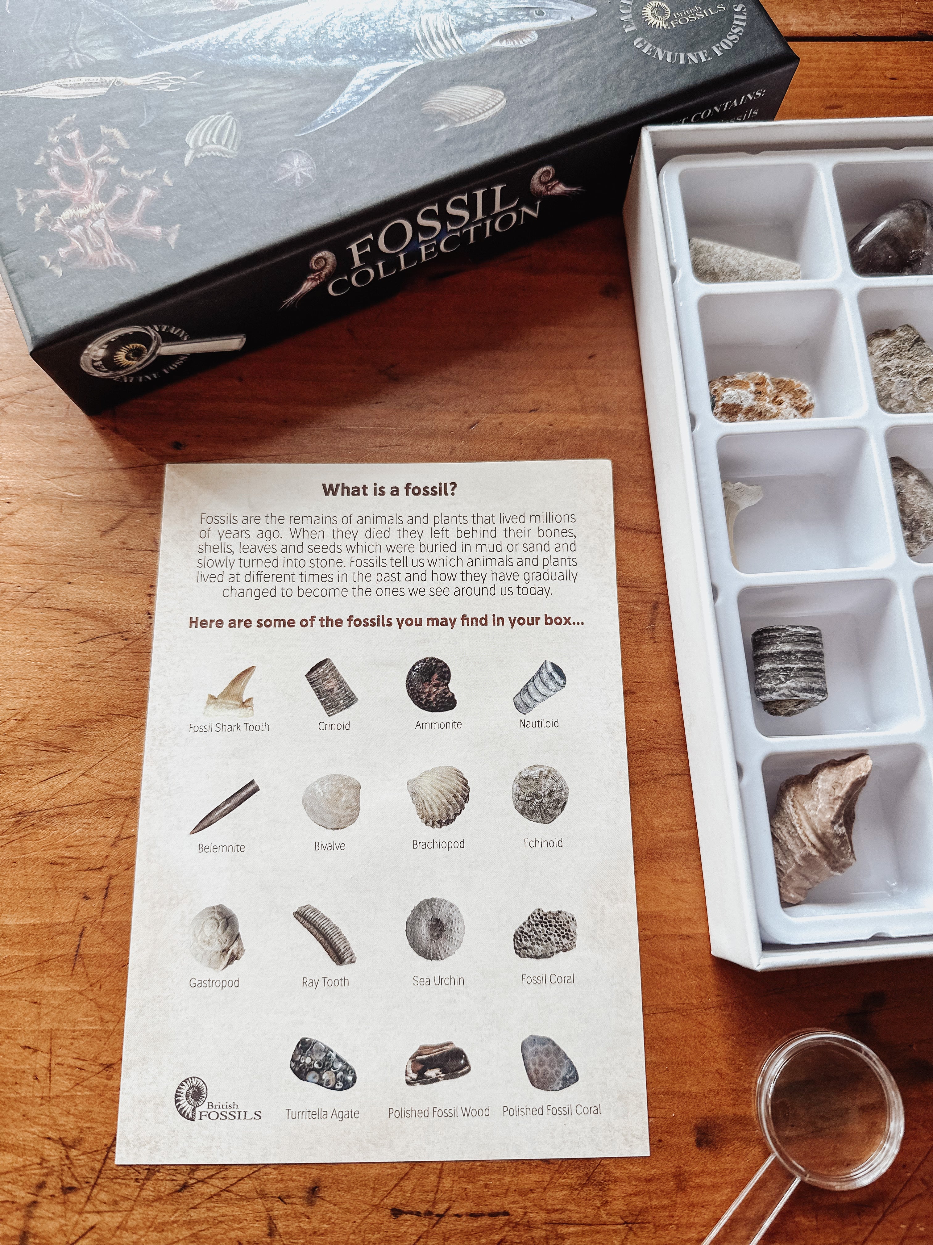 Fossil Collection Box