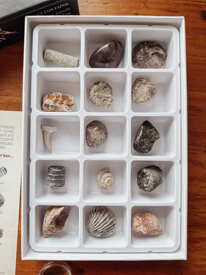 Fossil Collection Box
