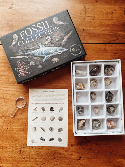 Fossil Collection Box