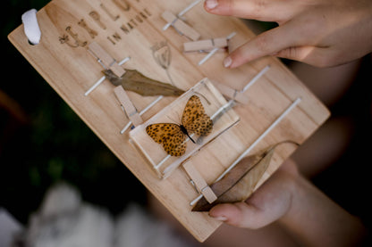 Leopard Butterfly Specimen