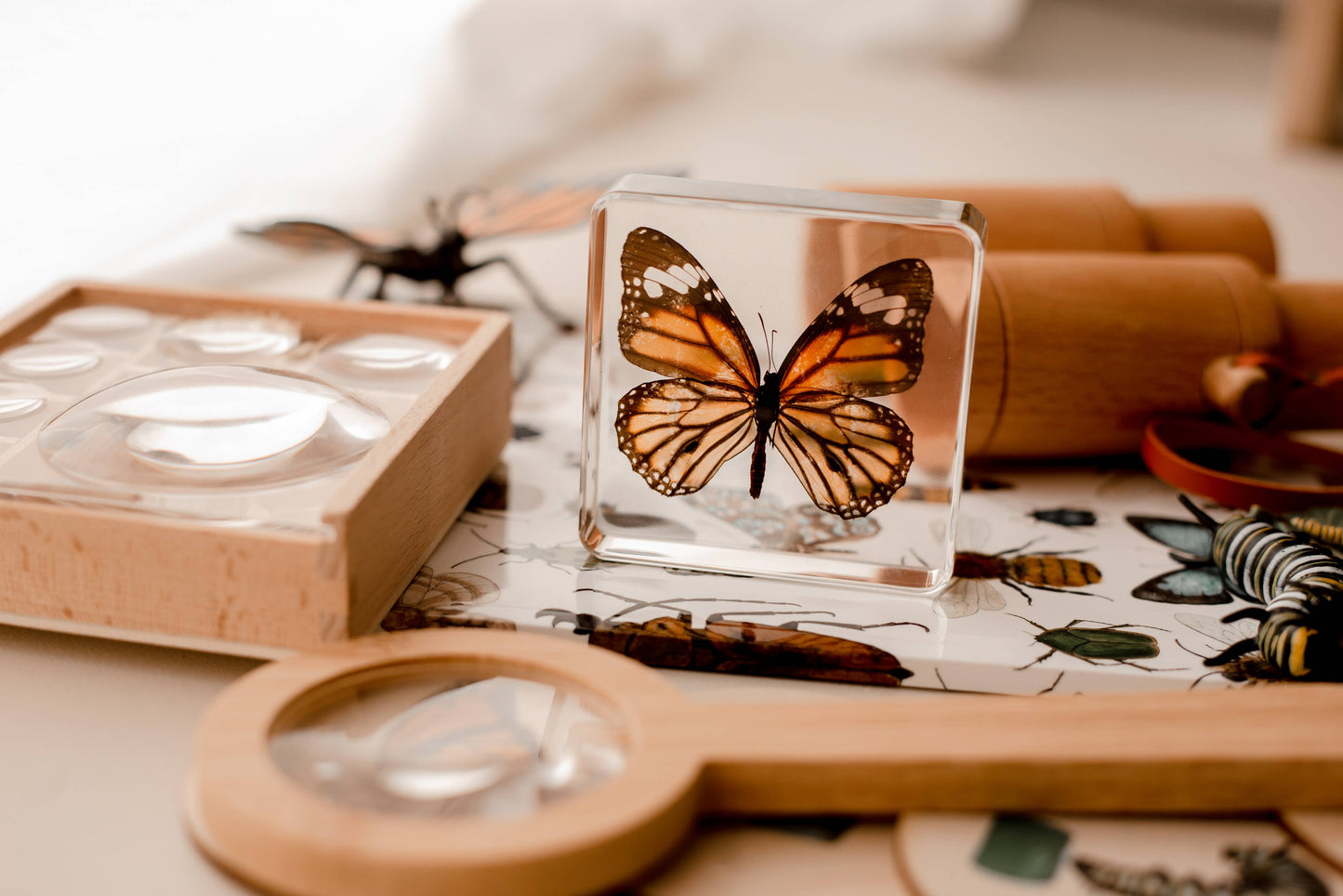 Common Tiger Butterfly Specimen