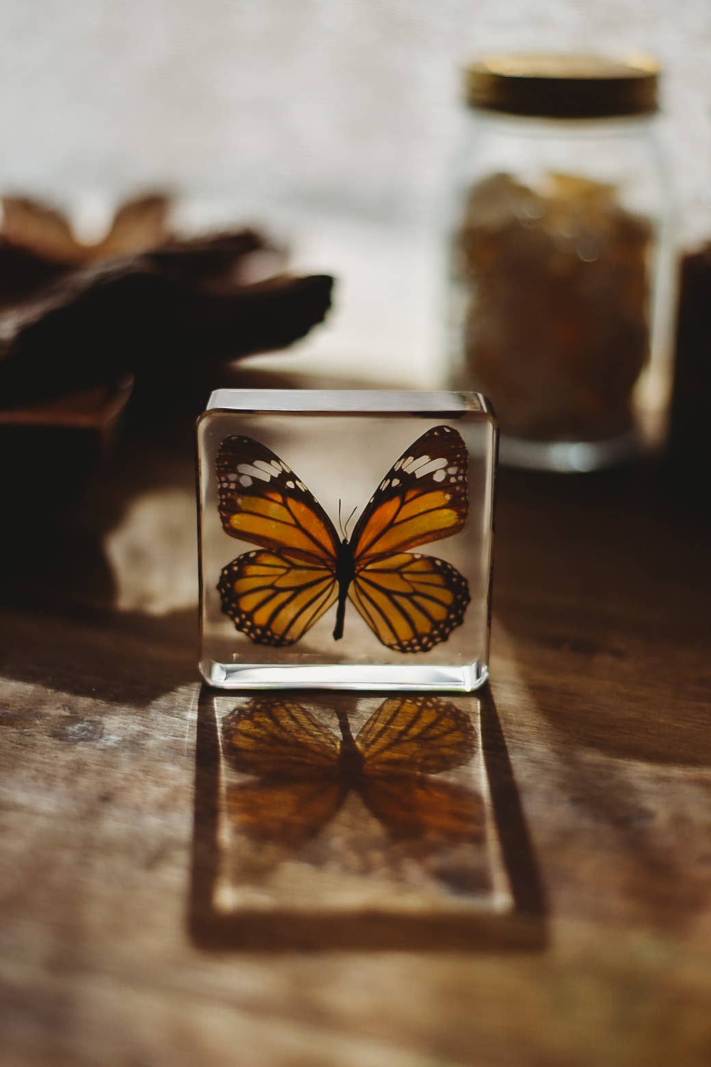 Common Tiger Butterfly Specimen