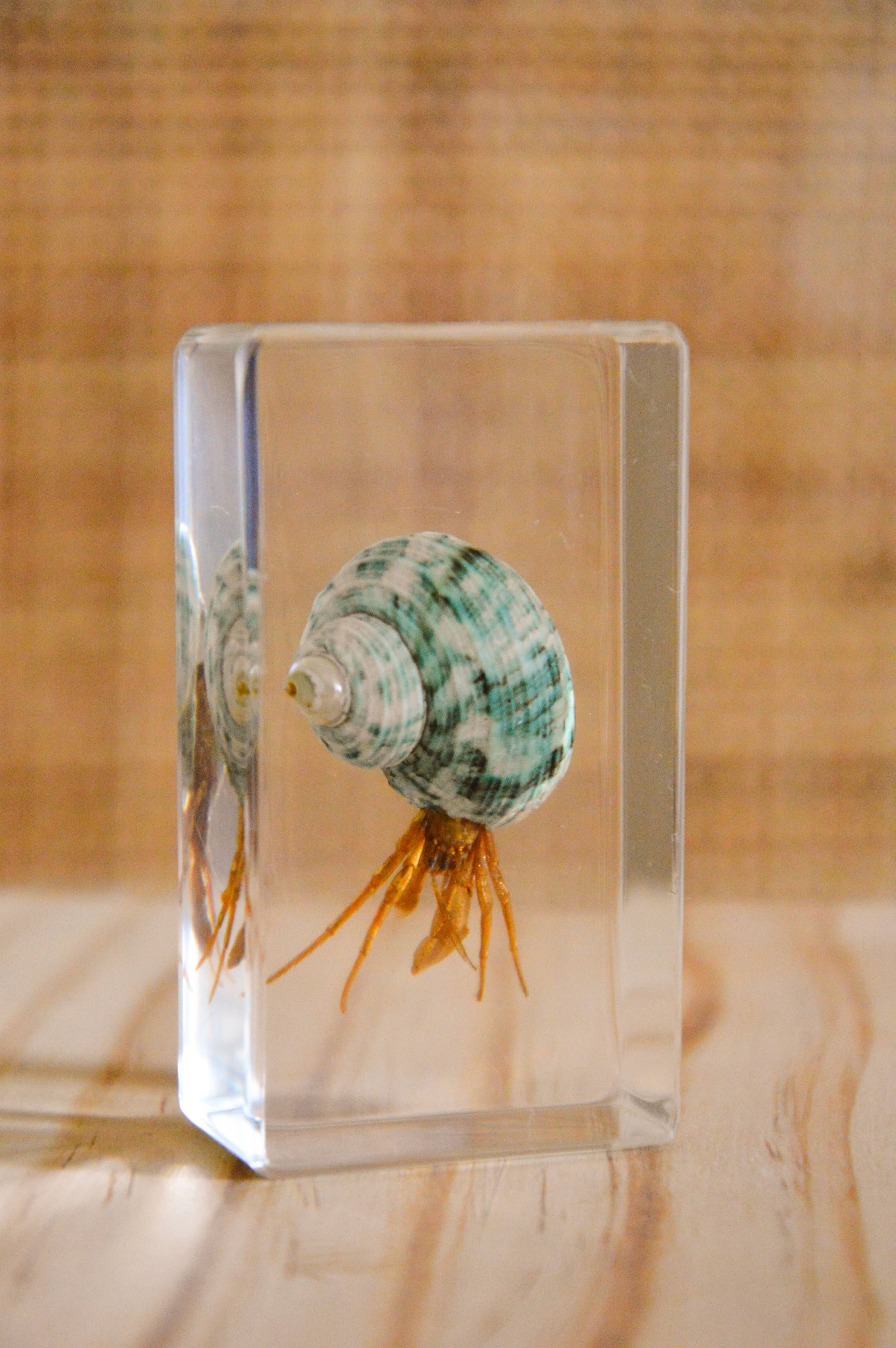 Hermit Crab Specimen