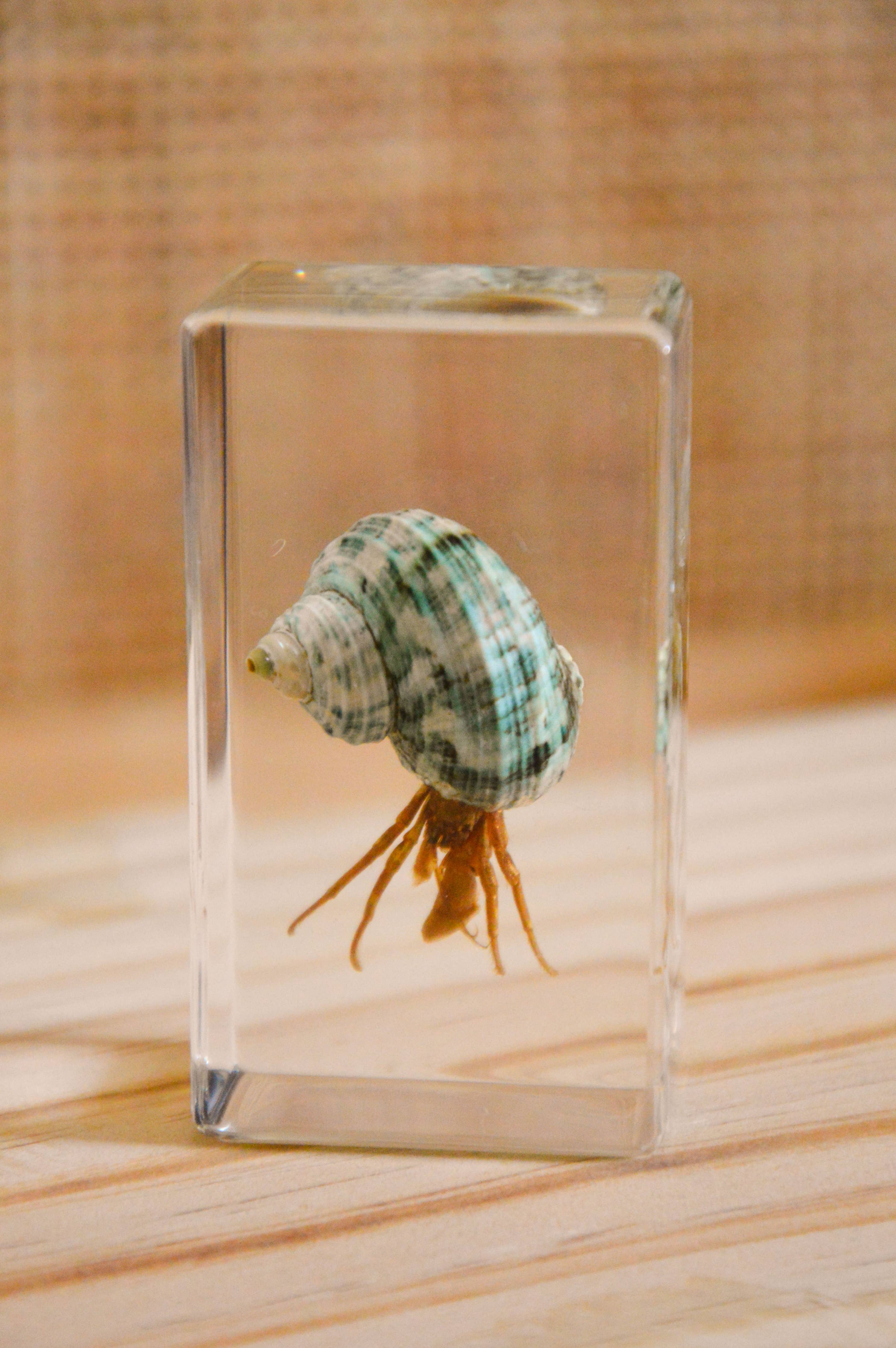 Hermit Crab Specimen