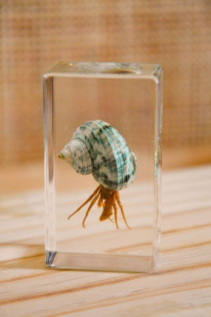 Hermit Crab Specimen