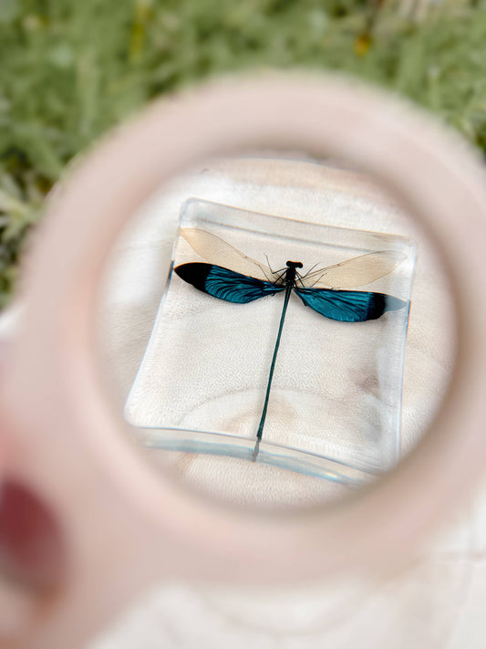 Blue Damselfly Specimen