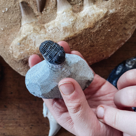 Trilobite Phacops