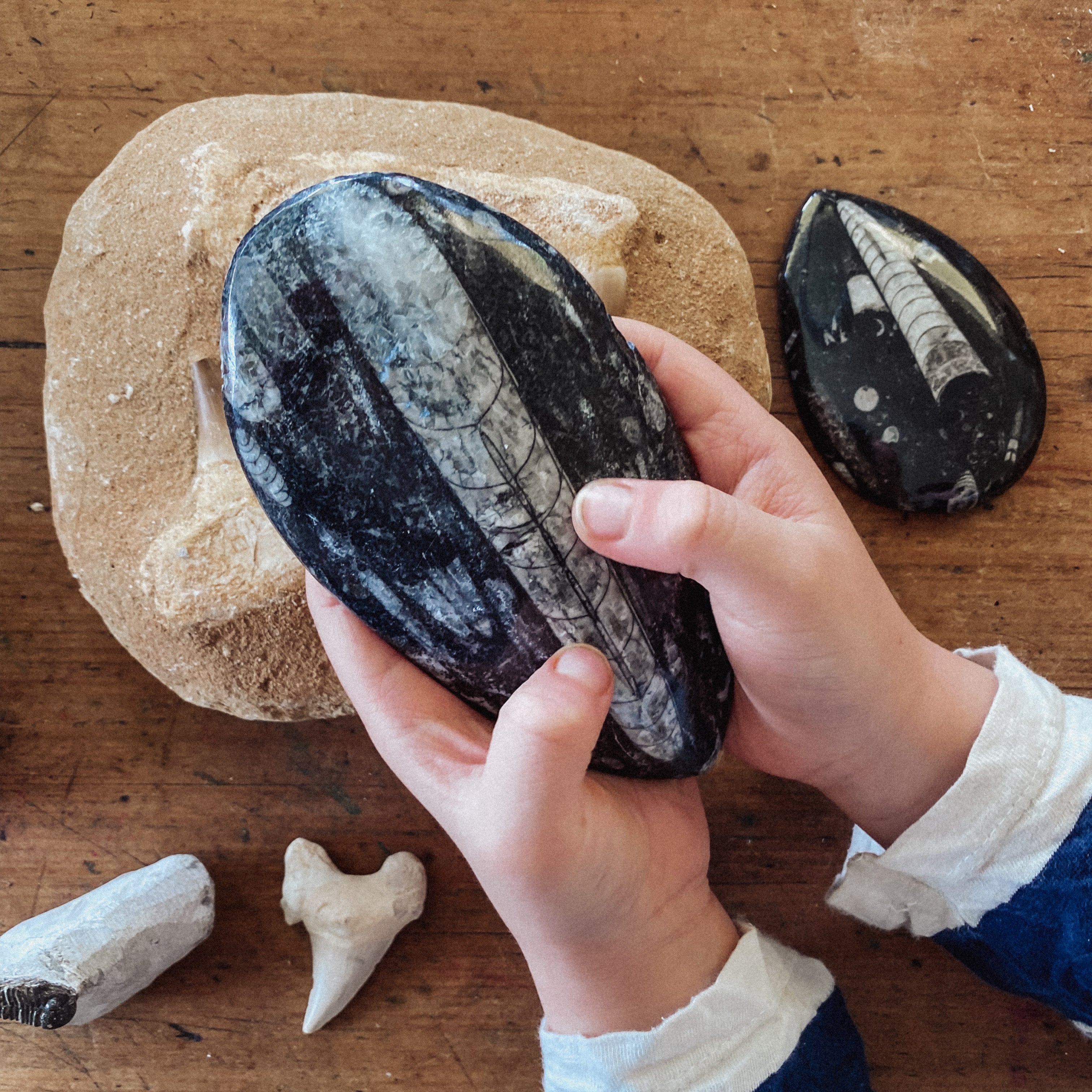 Orthoceras Fossil Plate Large