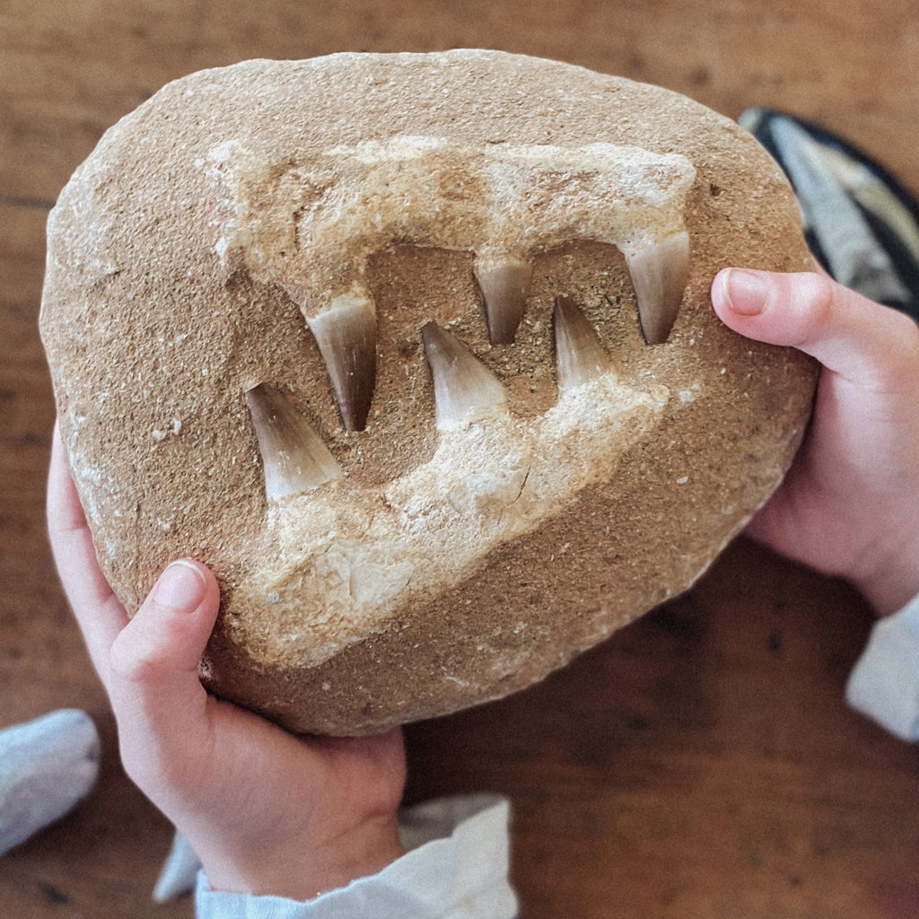 Mosasaur Jaw Fossil