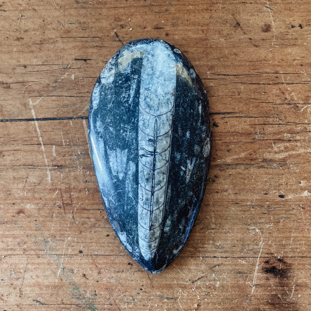 Orthoceras Fossil Plate Large