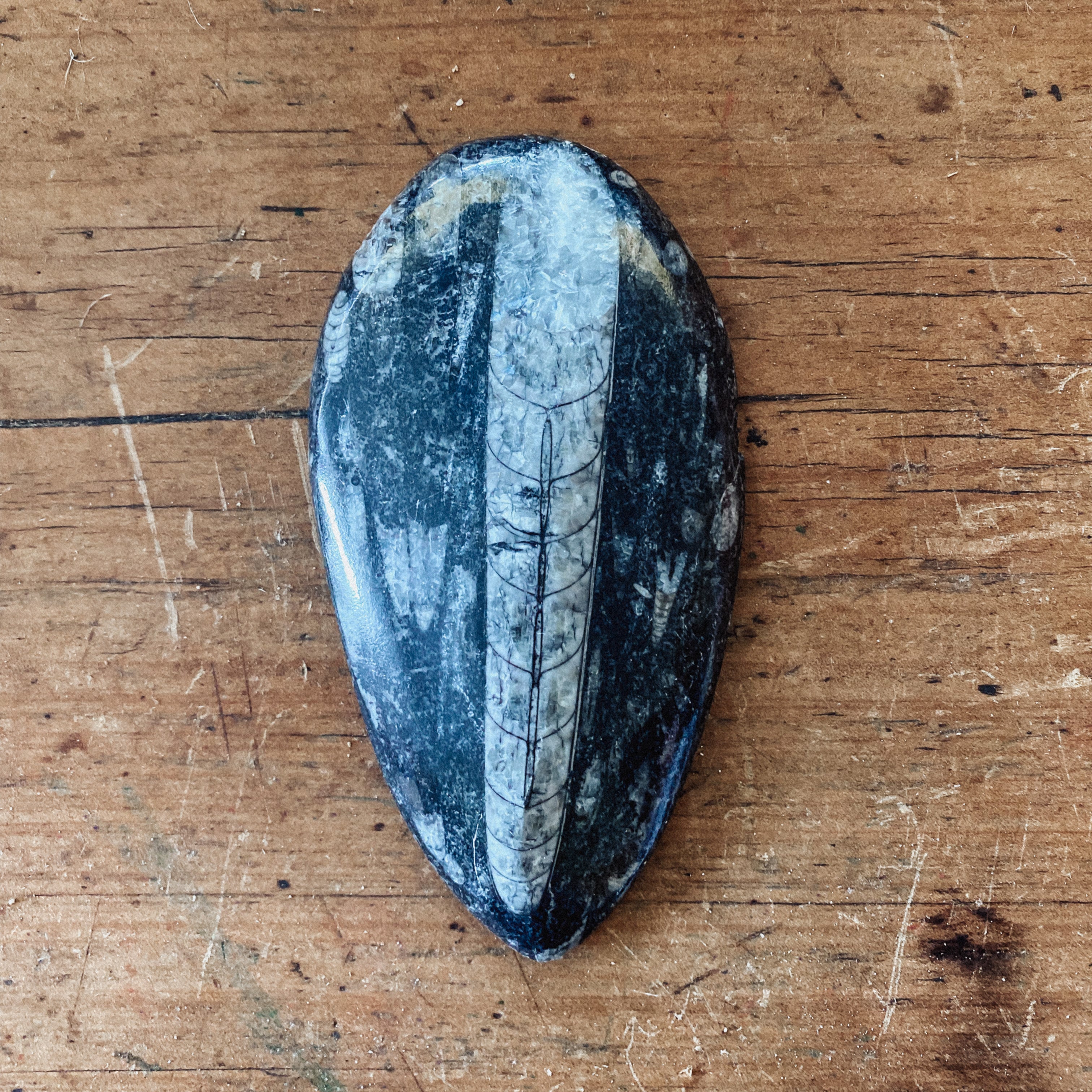 Orthoceras Fossil Plate Large