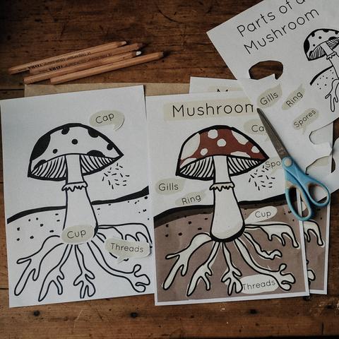 MUSHROOM NATURE STUDY