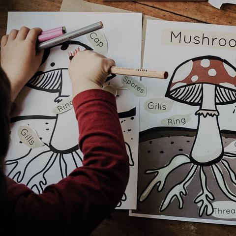 MUSHROOM NATURE STUDY